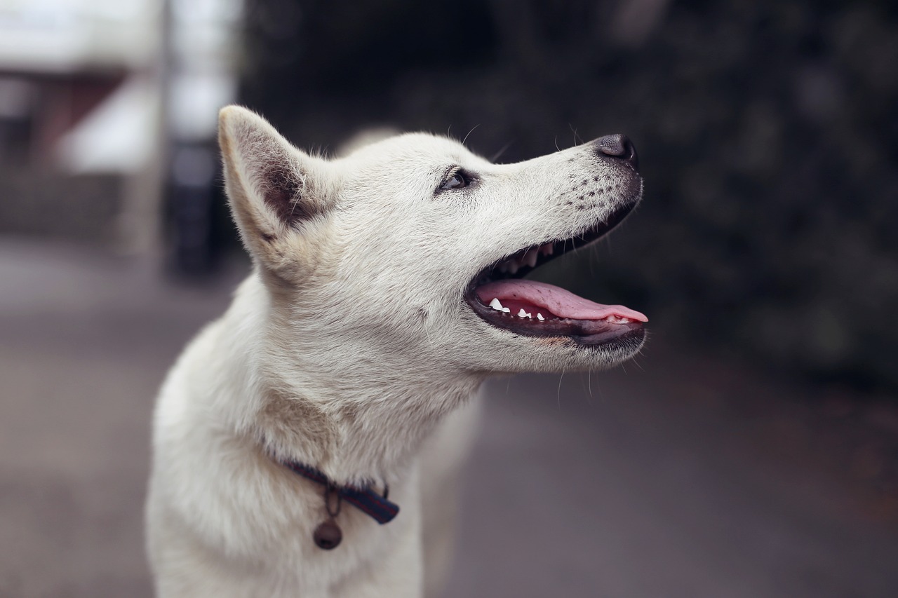 Understanding the Friendly Nature of the Schipperke